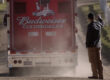 Budweiser Clydesdales