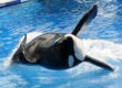 seaworld