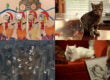 Cat Parodies