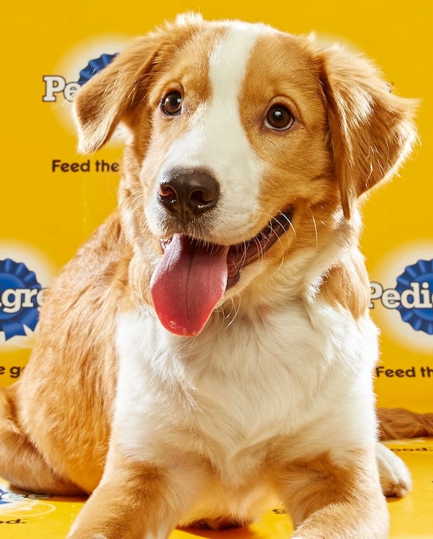 puppy bowl roster puppy bowl xii paws its way to 2 2 million viewers puppy bowl roster puppy bowl xii paws its way to 2 2 million viewers