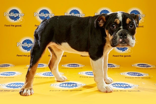 puppy bowl roster meet the starting lineup for puppy bowl xii photos puppy bowl roster meet the starting lineup for puppy bowl xii photos