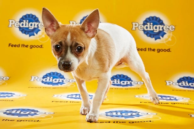 puppy bowl roster meet the starting lineup for puppy bowl xii photos puppy bowl roster meet the starting lineup for puppy bowl xii photos