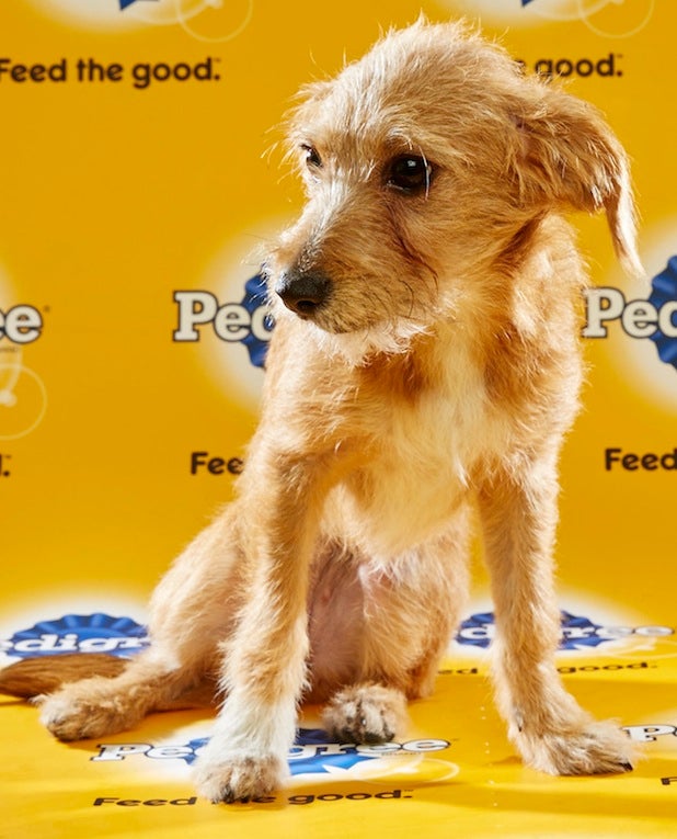 puppy bowl roster puppy bowl ref reveals 3 players to puppy bowl roster puppy bowl ref reveals 3 players to