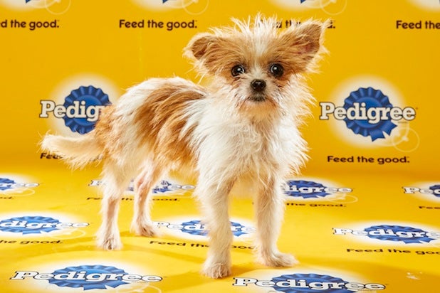 puppy bowl roster puppy bowl ref reveals 3 players to puppy bowl roster puppy bowl ref reveals 3 players to
