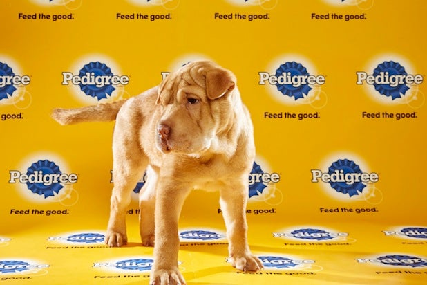 puppy bowl roster puppy bowl xii paws its way to 2 2 million viewers puppy bowl roster puppy bowl xii paws its way to 2 2 million viewers