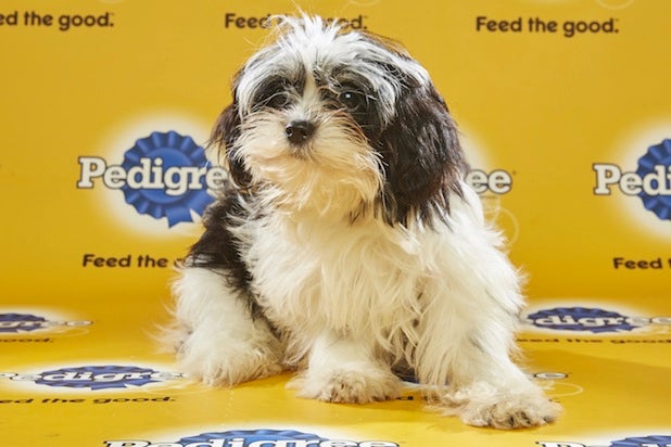 puppy bowl roster puppy bowl ref reveals 3 players to puppy bowl roster puppy bowl ref reveals 3 players to
