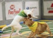 Puppy Bowl