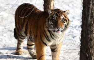siberian tiger