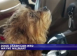 dogs crash into walmart