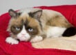 Grumpy Cat Joins Cats