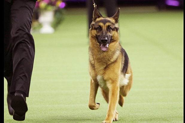 rumor german shepherd rumor the german shepherd wins best in show at 2017 westminster show rumor german shepherd rumor the german shepherd wins best in show at 2017 westminster show