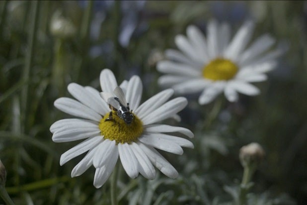 black mirror devices hated in the nation adi autonomous drone insect