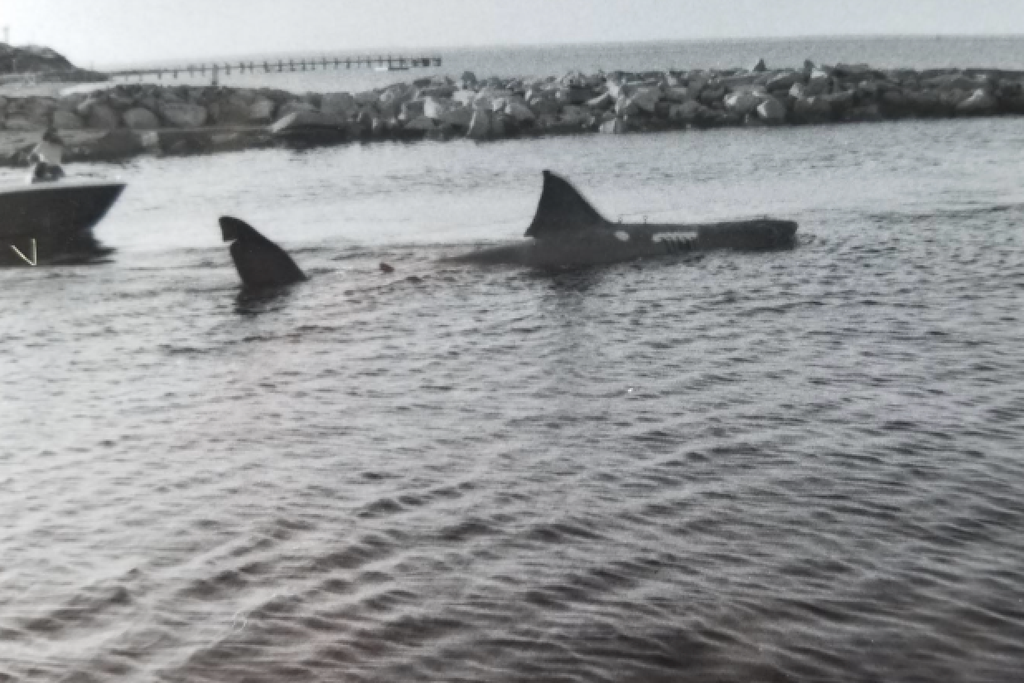 Jaws