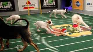 Animal Planet Calls Hallmark Channel’s ‘Puppy Bowl’ Rip-Off a ‘Copy Cat’