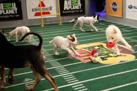 Animal Planet Calls Hallmark Channel’s ‘Puppy Bowl’ Rip-Off a ‘Copy Cat’