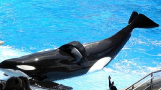 ‘Blackfish’ Effect: SeaWorld Under Fire Again as CA Bill Proposes Ban on Whale Shows
