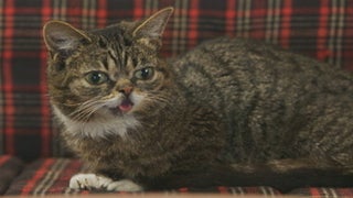 Animal Planet to Livestream Cat Video Festival for Second Straight Year