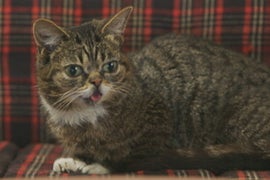 Animal Planet to Livestream Cat Video Festival for Second Straight Year
