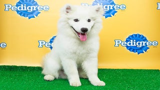25 of the Most Adorable Critters From Animal Planet’s ‘Puppy Bowl X’ (Photos)