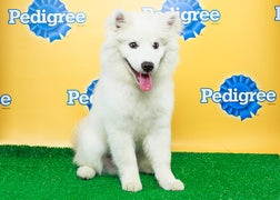 25 of the Most Adorable Critters From Animal Planet’s ‘Puppy Bowl X’ (Photos)