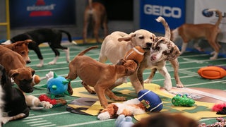 Animal Planet’s ‘Puppy Bowl X’ Fantasy Game Launches, New Details Revealed (Exclusive)