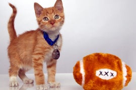 ‘Kitten Bowl’ Chases ‘Puppy Bowl’ Up Ratings Tree, Falls Shy With 1 Million Viewers (Updated)