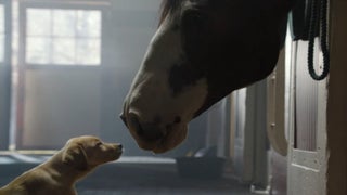 Budweiser ‘Puppy Love’ Tops Hulu AdZone’s Most-Liked Super Bowl Commercials (Video)