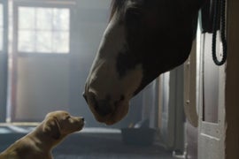 Budweiser ‘Puppy Love’ Tops Hulu AdZone’s Most-Liked Super Bowl Commercials (Video)