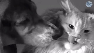 Jimmy Fallon Parodies ‘First Kiss’ Viral Video With Puppies and Kittens (Video)