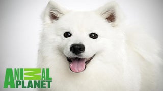 Animal Planet Slate Features Martin Sheen in ‘Moby Dick’ Movie, Series Starring Basketball Player Yao Ming