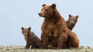 ‘Bears’ Review: A Year in the Life, From Hibernation to Salmon Fishing and Back Again