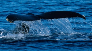 ’52,’ Documentary About World’s Loneliest Whale, Goes to Worldview Entertainment