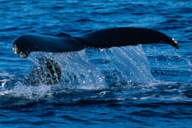 ’52,’ Documentary About World’s Loneliest Whale, Goes to Worldview Entertainment