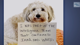 Seth Meyers Shames a Bunch of Adorable and Very Evil Puppies (Video)