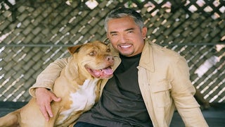 Nat Geo Wild Will Not Punish Cesar Millan, Network Says (Exclusive)