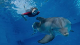 Harry Connick Jr. Helps Dolphin Winter Find a Little Hope in ‘Dolphin Tale 2’ Trailer (Video)