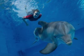 Harry Connick Jr. Helps Dolphin Winter Find a Little Hope in ‘Dolphin Tale 2’ Trailer (Video)
