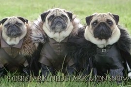 ‘Game of Thrones’ Re-Enacted by Pugs (Video)