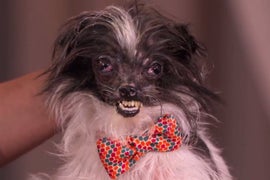 ‘World’s Ugliest Dog’ Gets A Makeover on ‘Jimmy Kimmel Live’ (Video)