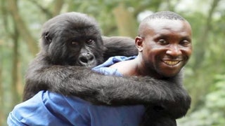 Netflix Acquires ‘Virunga,’ About Park Rangers Defending Congo’s Mountain Gorillas (Video)