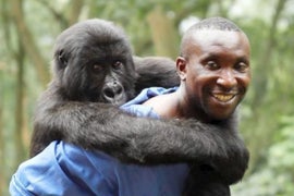 Netflix Acquires ‘Virunga,’ About Park Rangers Defending Congo’s Mountain Gorillas (Video)