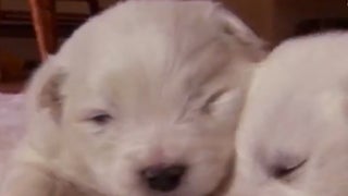 ‘Too Cute! Pint Sized’ Delivers Tiny Puppies & Kittens, Exactly as Promised (Exclusive Video)