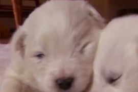 ‘Too Cute! Pint Sized’ Delivers Tiny Puppies & Kittens, Exactly as Promised (Exclusive Video)