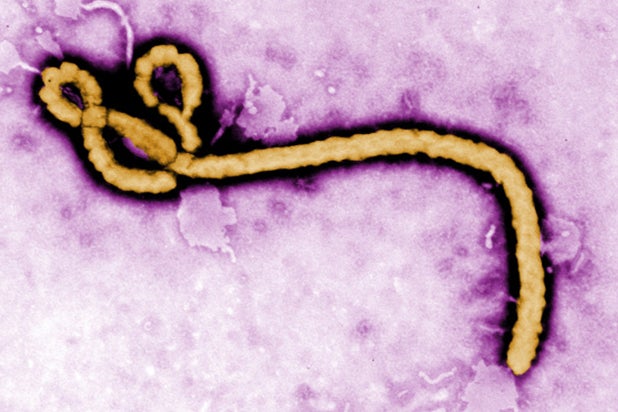 Ebola virus, courtesy of the CDC Ebola virus, courtesy of the CDC