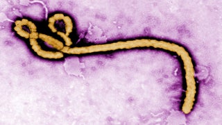 CNN, Fox News, MSNBC Go Wall-to-Wall With Ebola Coverage After Texas Nurse Tests Positive (Update)