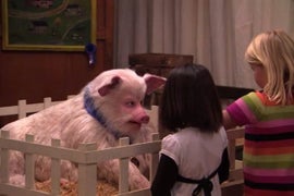 Sorry ‘Tusk,’ Jimmy Kimmel’s Man Pig Is Funnier and Scarier Than Your Walrus (Video)