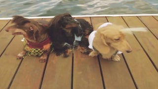 ‘Dawson’s Creek’s’ Coming-of-Age Angst Is So Much Better With Dachshunds (Video)