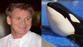 PETA Slams Gordon Ramsay’s ‘Hell’s Kitchen’ Over SeaWorld Promotion