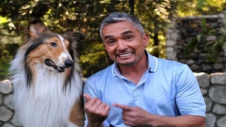 Cesar Millan Won’t Face Charges in ‘Cesar 911’ Animal Cruelty Case