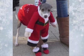 Jimmy Kimmel Pleads for People to Stop Dressing Pets Up in Stupid Christmas Costumes (Video)